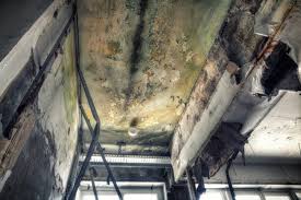 Why You Should Choose Our Mold Remediation Services in Saratoga Springs, NY